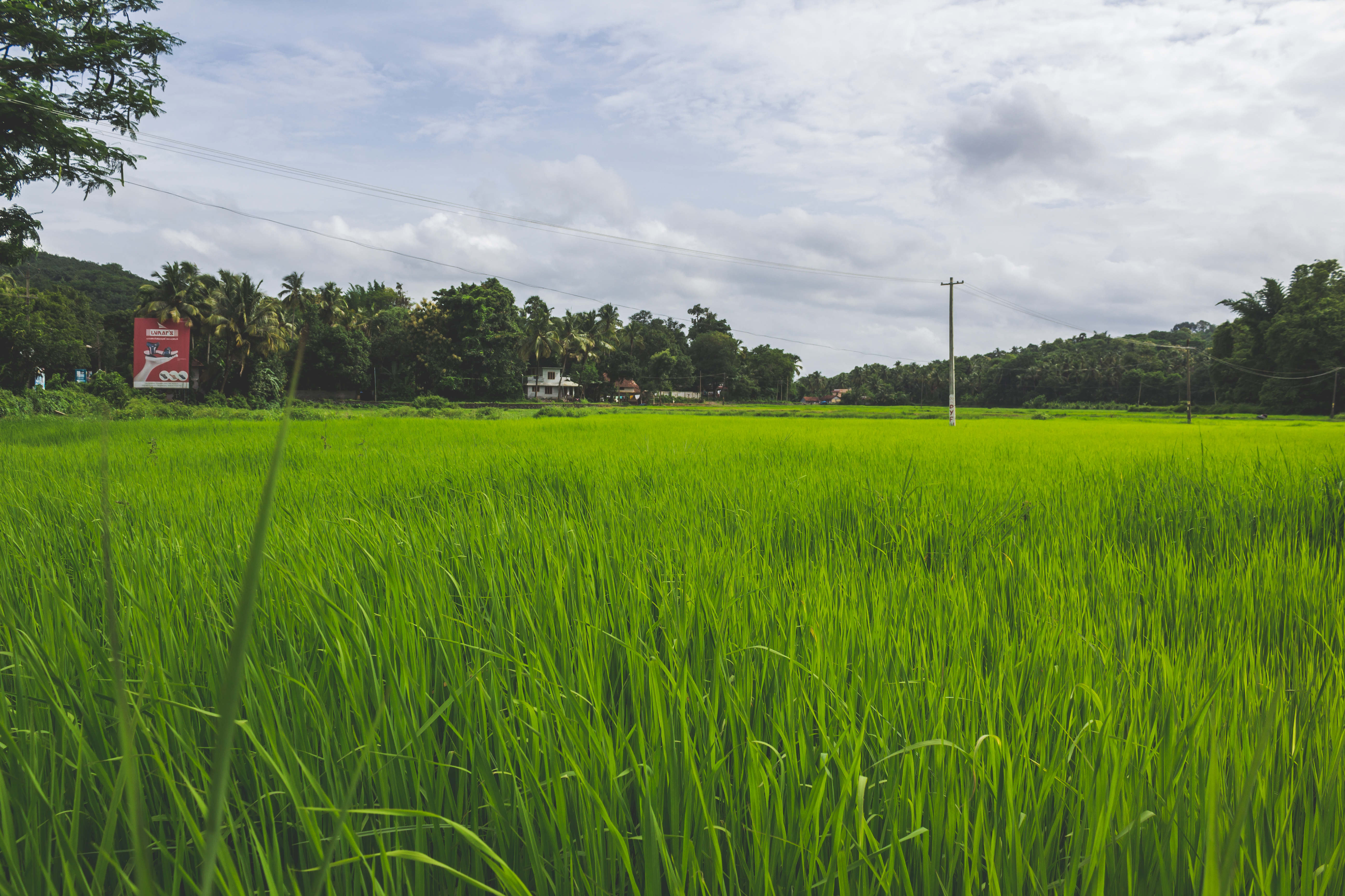 Patiala fields